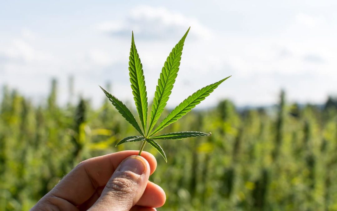 Brunner für Cannabis-Legalisierung
