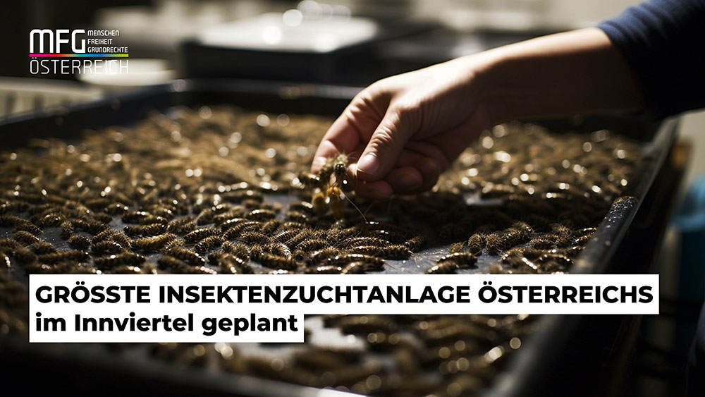 Größte Insektenzuchtanlage Österreichs entsteht im Innviertel